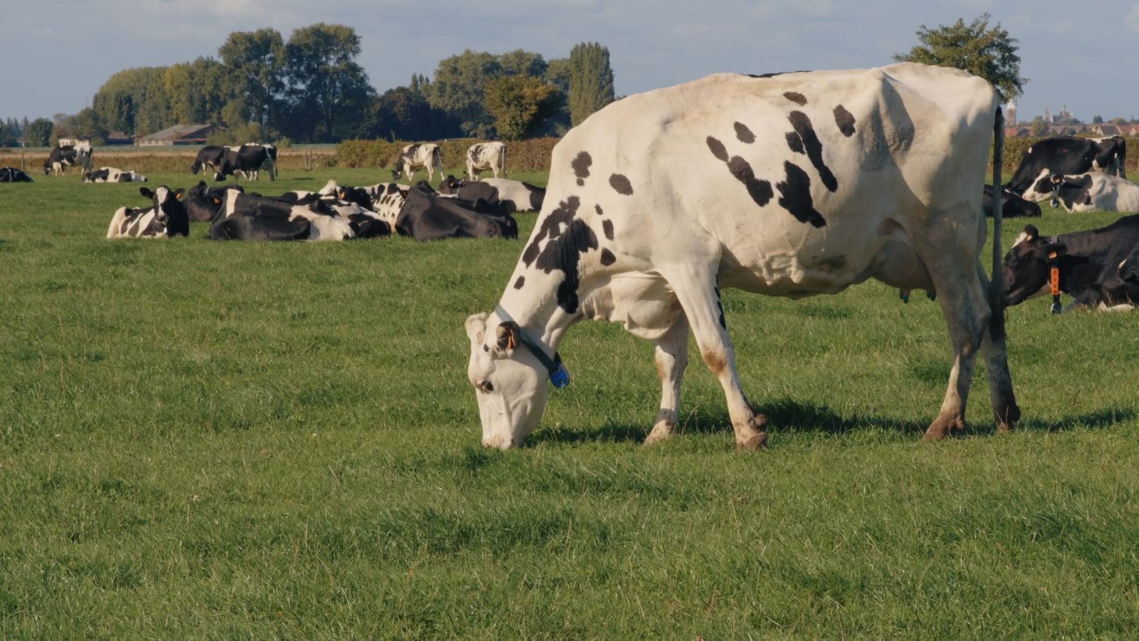 Photo d'une vache avec fermeture du diaphragme